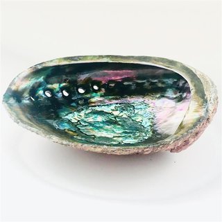 Abalone Muschel