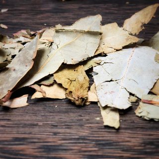 Eukalyptus - Ganze Blätter